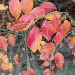 Cotoneaster acutifoliusᱥᱟᱠᱟᱢ