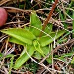 Pinguicula alpina Hoja