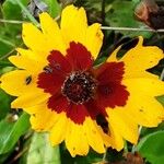 Coreopsis tinctoria Flower