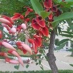 Erythrina crista-galli Hostoa