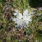 Plantago nivalis Leaf