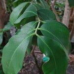 Acokanthera oblongifolia Blad