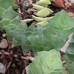 Crassula perforata Folha