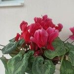 Cyclamen persicum葉