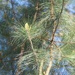 Pinus massoniana