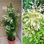 Cestrum nocturnum Blad