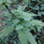 Urtica chamaedryoides برگ