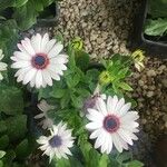 Osteospermum ecklonis葉