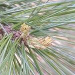 Pinus peuce Лист