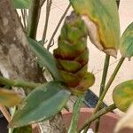 Costus guanaiensis Feuille