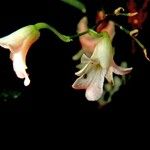 Ionopsis satyrioides Floare