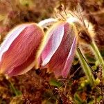 Anemone vernalis Kwiat