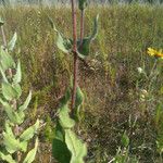 Helianthus mollis पत्ता