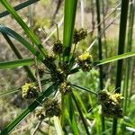 Cyperus entrerianus Цвят