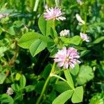 Trifolium resupinatum Агульны выгляд