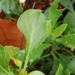 Impatiens walleriana Leaf