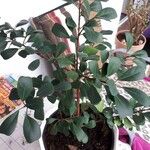 Ficus craterostoma Hoja