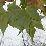 Platanus x hispanica Лист