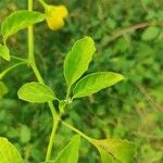 Capsicum baccatum Levél