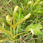 Falcaria vulgaris ഇല