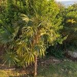 Coccothrinax barbadensis Hoja