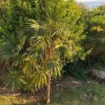 Coccothrinax barbadensis Blad