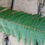 Anadenanthera colubrina ഇല