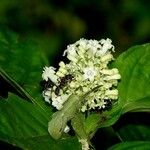 Psychotria hebeclada Λουλούδι