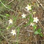 Centaurium pulchellumFlower