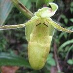 Phragmipedium longifolium Flower