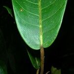 Ficus richteri Лист