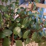 Peperomia glabella Ліст