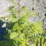 Sorbaria sorbifolia برگ