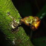 Uvariodendron molundense Corteza