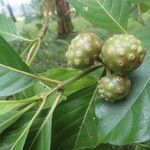 Morinda panamensis Fruit