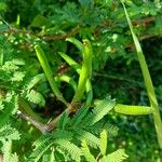 Acacia farnesiana Fruit