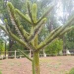 Araucaria araucanaЛист