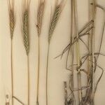 Triticum monococcum Other