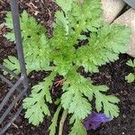 Tanacetum parthenium Hábito