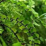 Adiantum caudatum 果實