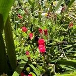 Gambelia speciosa Květ