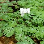 Dicentra canadensis Habitus