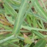 Launaea nudicaulis Leaf