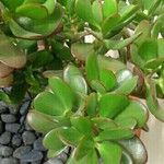 Crassula ovata その他の提案