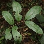 Leplaea thompsonii Leaf