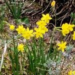 Narcissus assoanus عادت داشتن
