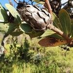 Protea caffra Fruit