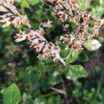 Teucrium flavum Ffrwyth