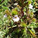 Euphrasia alpina Tervik taim