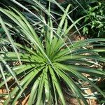 Puya chilensis Habitatea